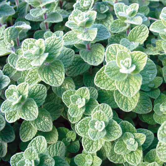 Origanum syriacum (thym zubaa libanais)