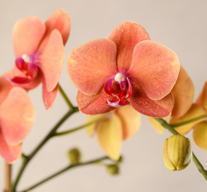 Phalaenopsis orchid