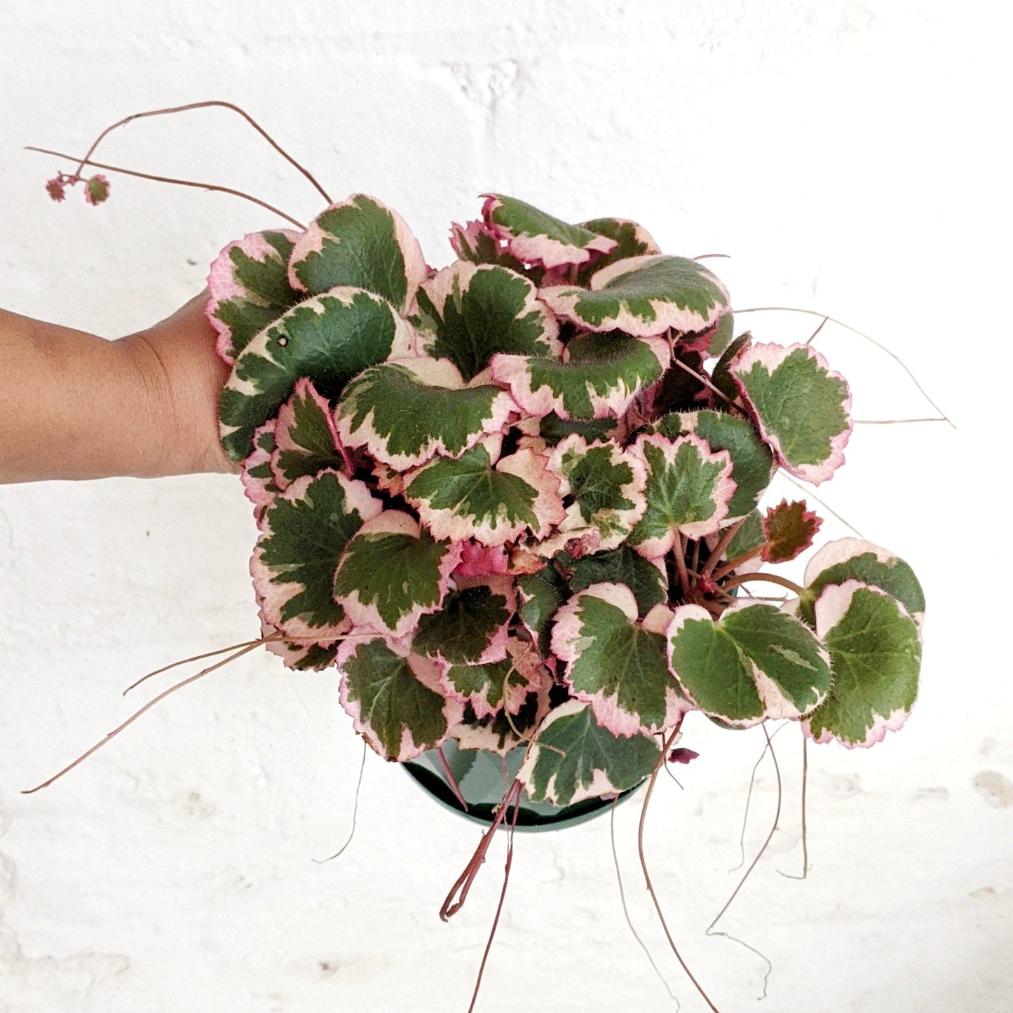 Saxifraga stolonifera strawberry begonia