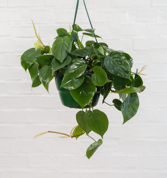 Philodendron scandes heartleaf