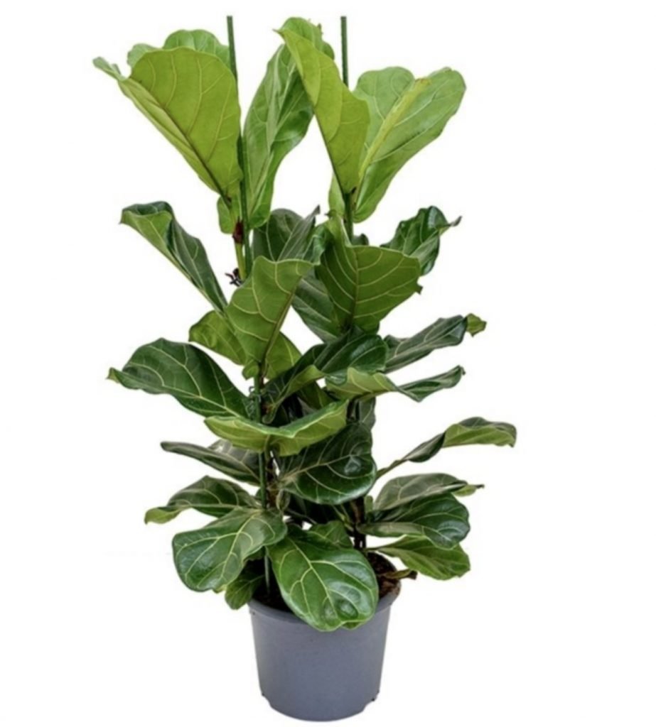 Ficus lyrata