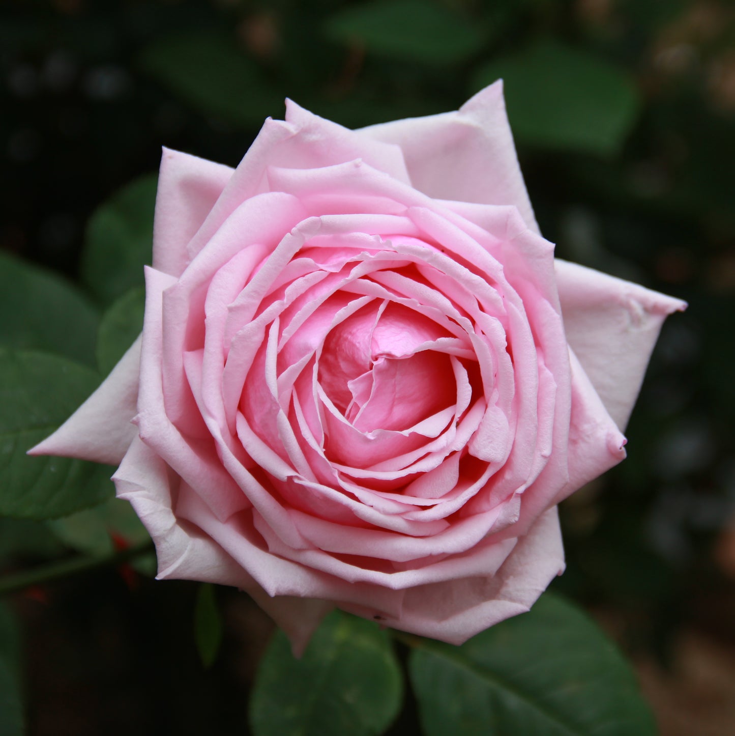 Rosier buisson