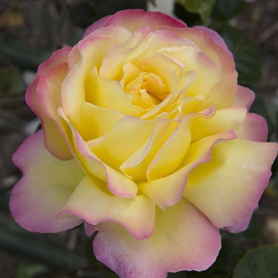 Rosier buisson