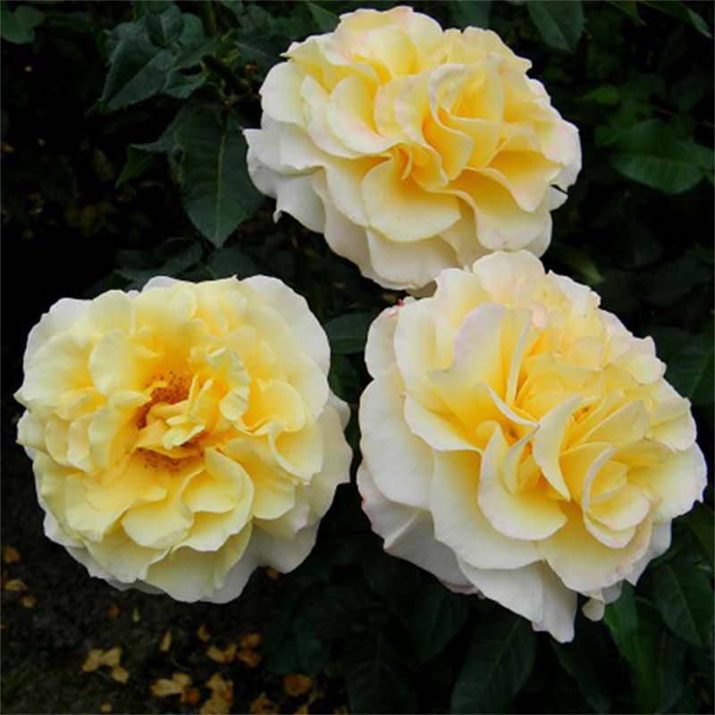 Rosier buisson