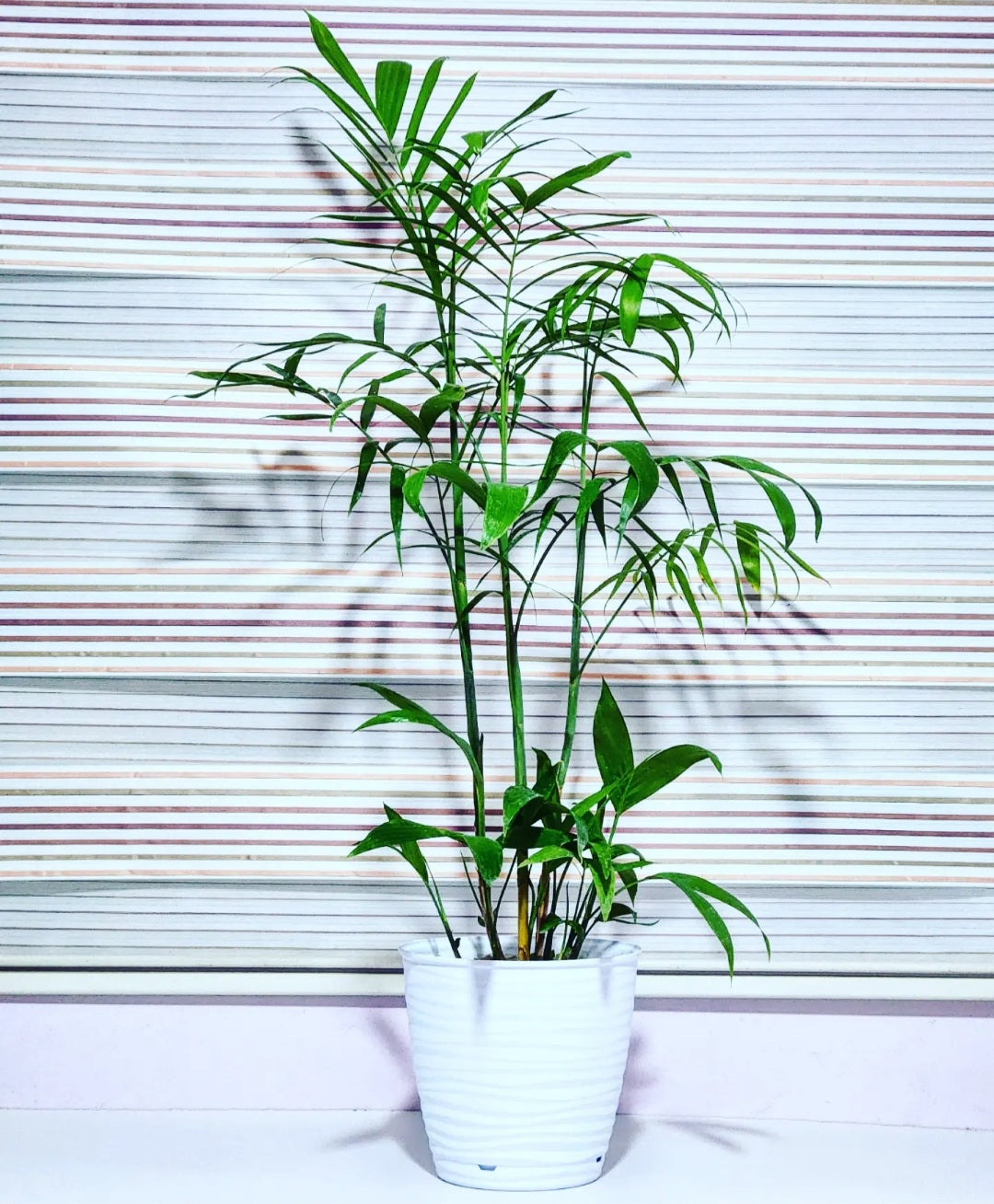 Chamaedorea