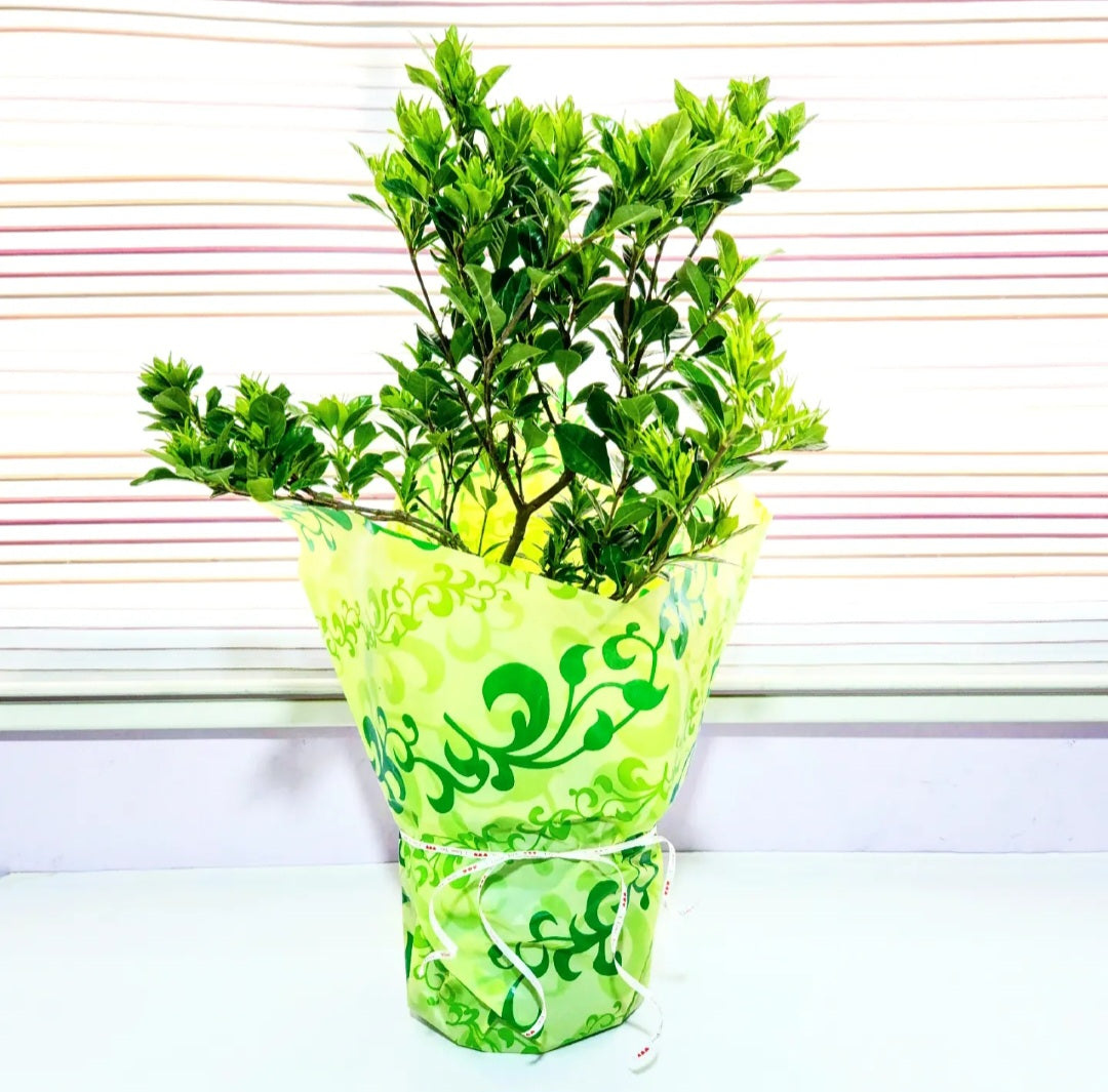 Gardenia