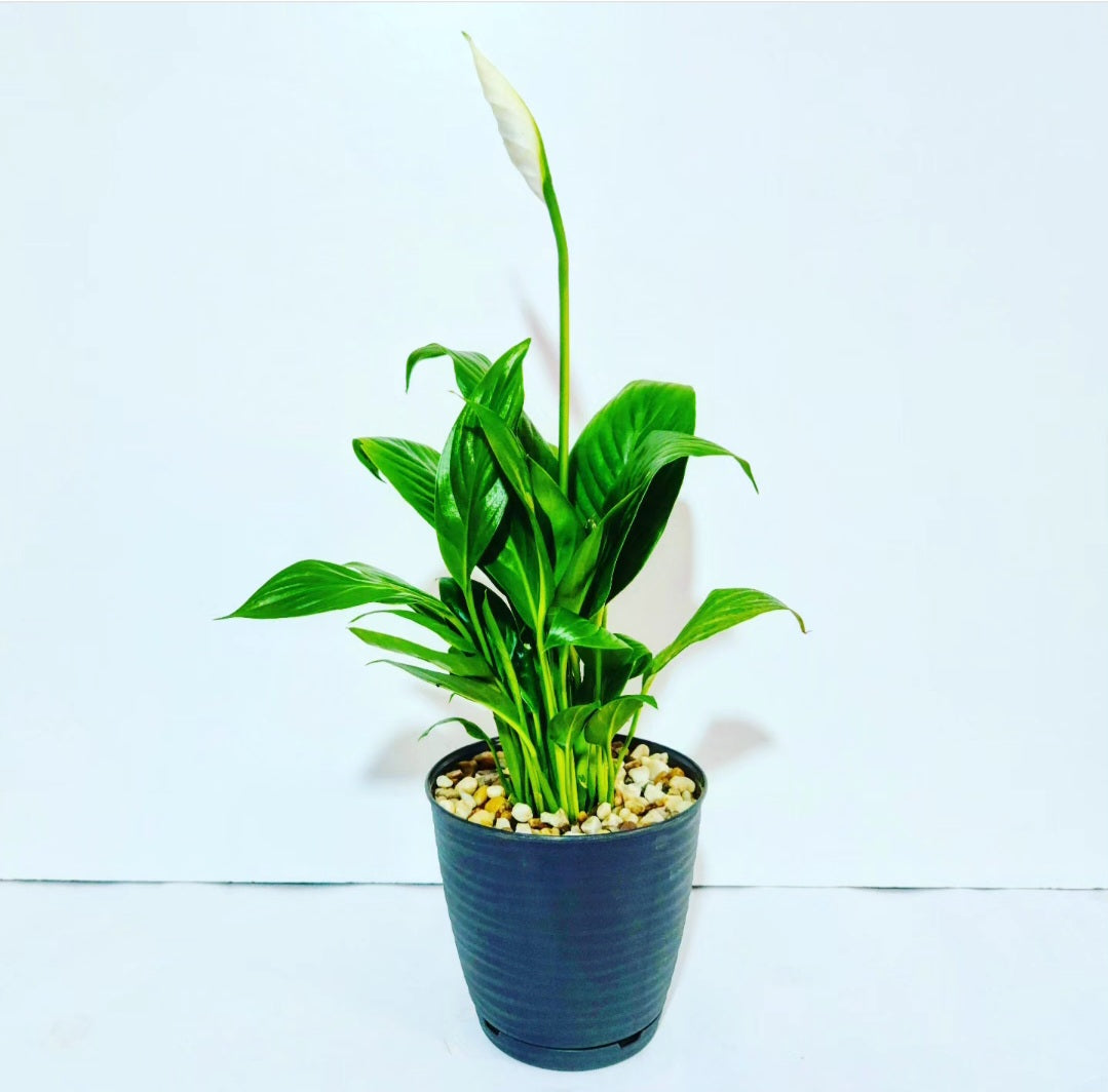 Spathiphyllum (fleur de lune)