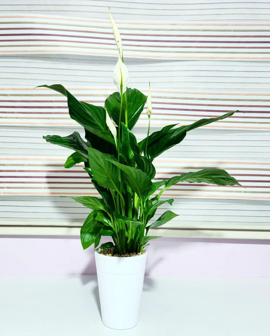 Spathiphyllum (fleur de lune)