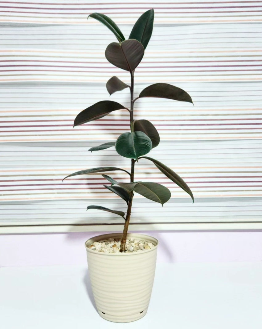 Ficus elastica