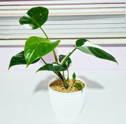 Philodendron white princess