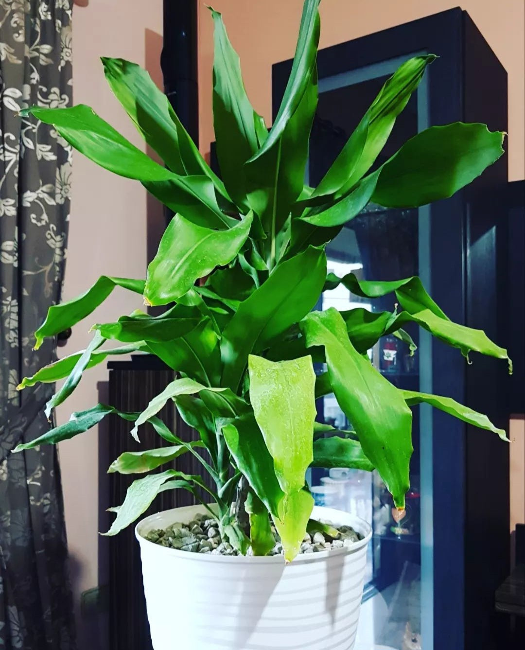 Dracaena lisa