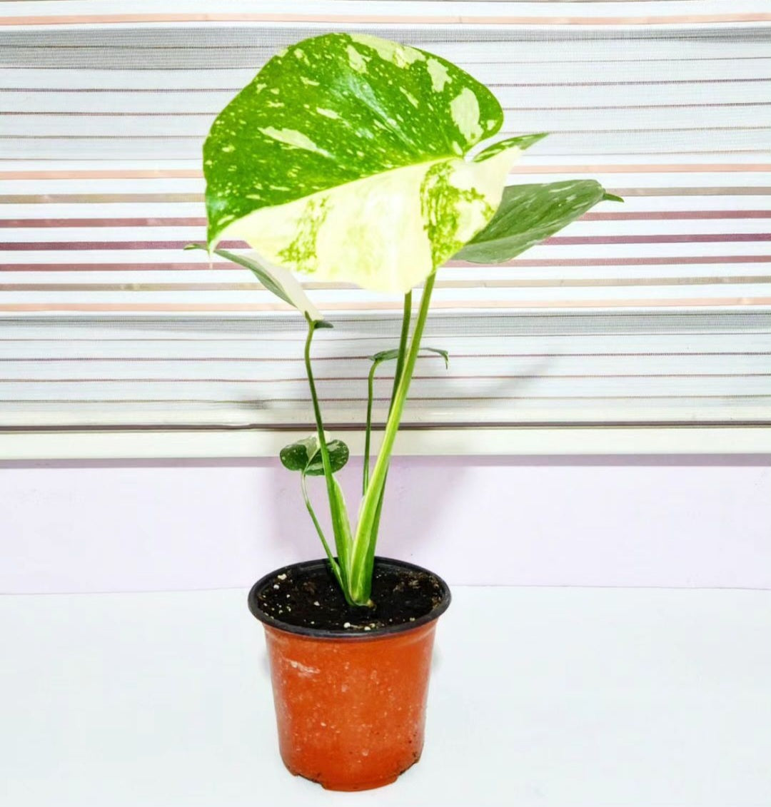 Monstera variegata thai constellation