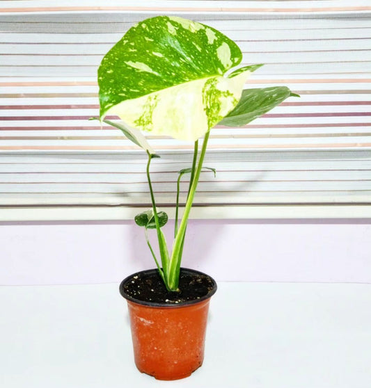 Monstera variegata thai constellation