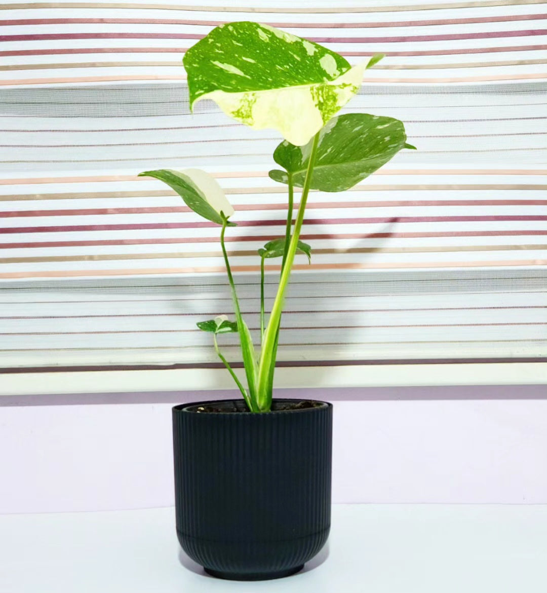 Monstera variegata thai constellation