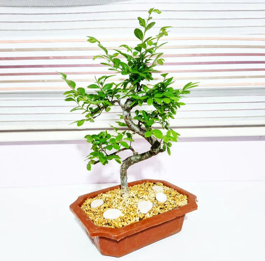 Bonsaï Ulmus (orme de chine)