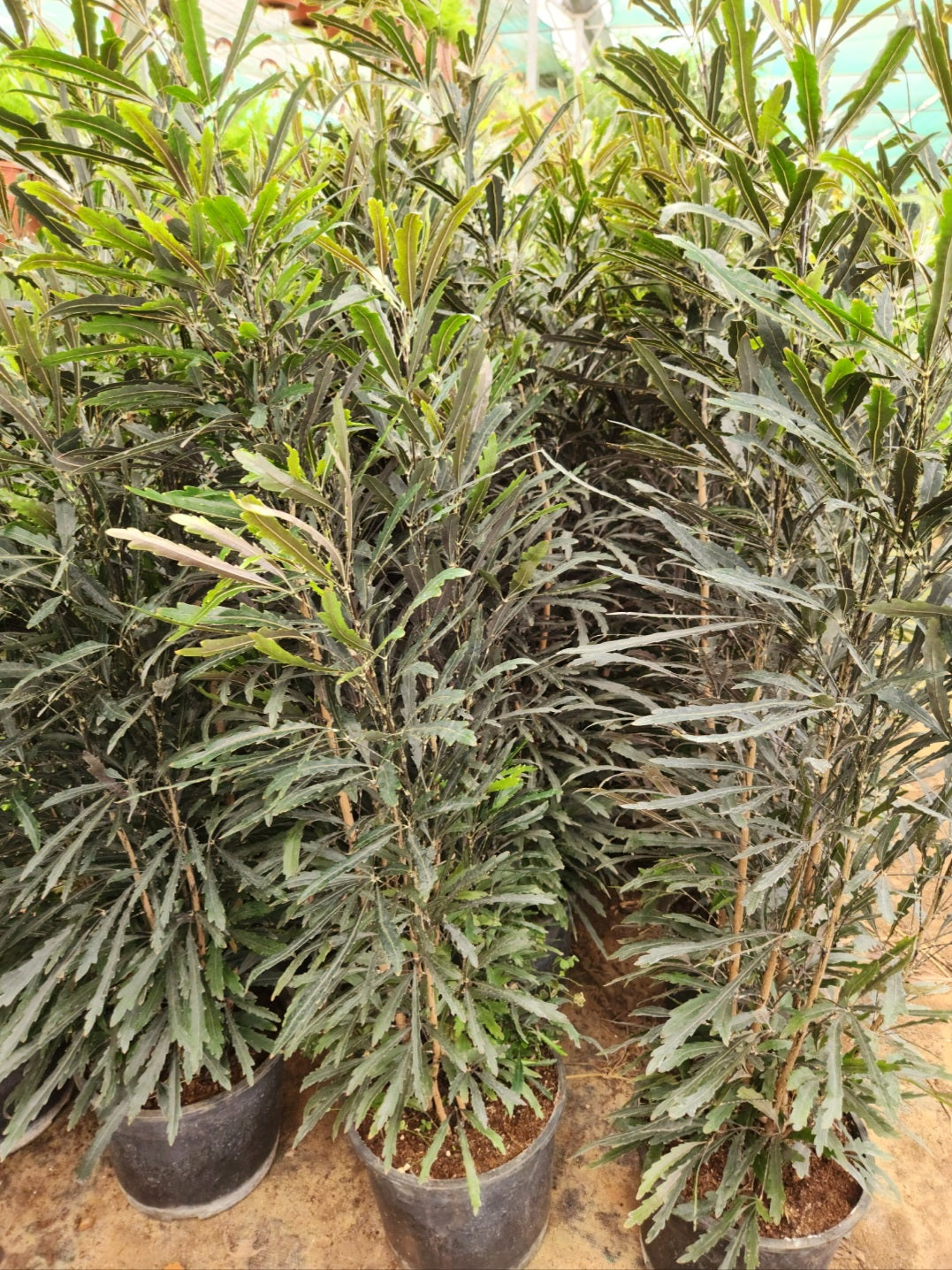 Plerandra elegantissima (false aralia)