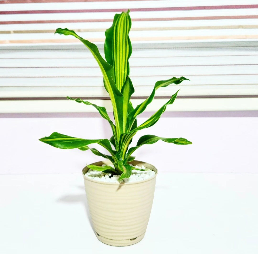 Dracaena massangeana