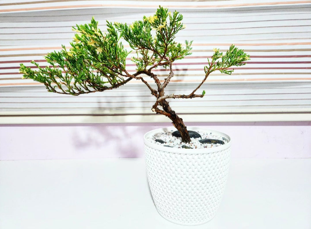 Bonsaï Genevrier (juniper)