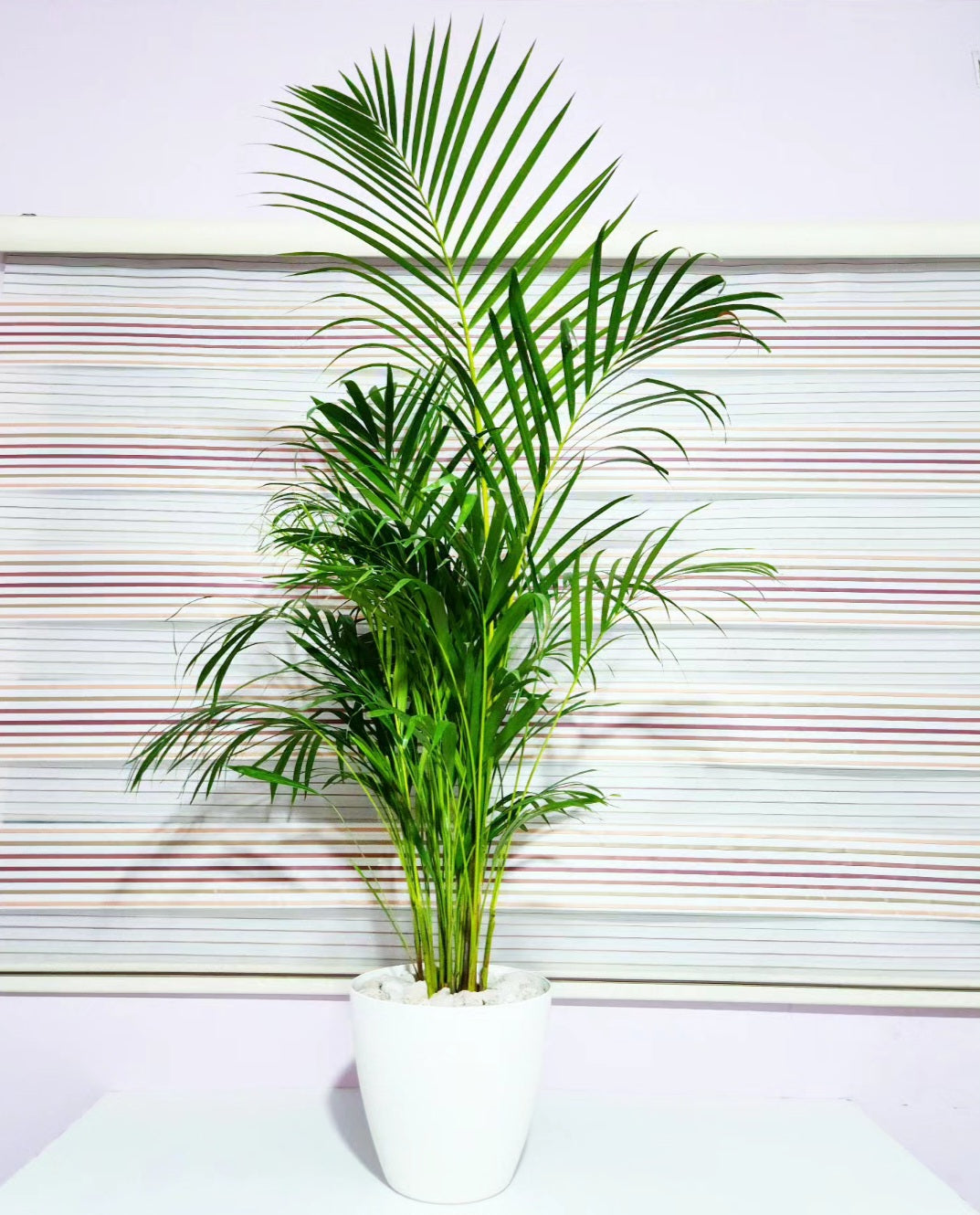 Areca