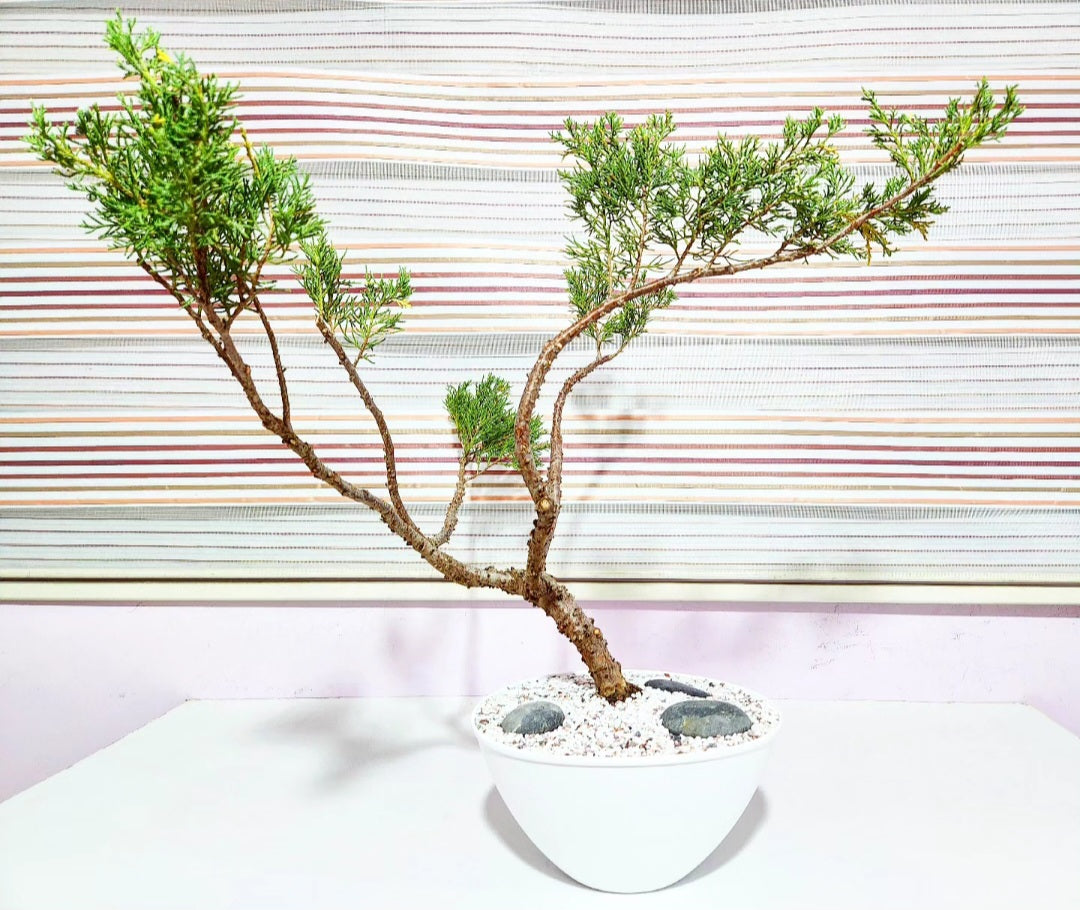 Bonsaï Genevrier (juniper)