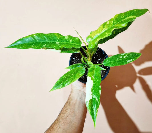 Philodendron ring of fire variegata