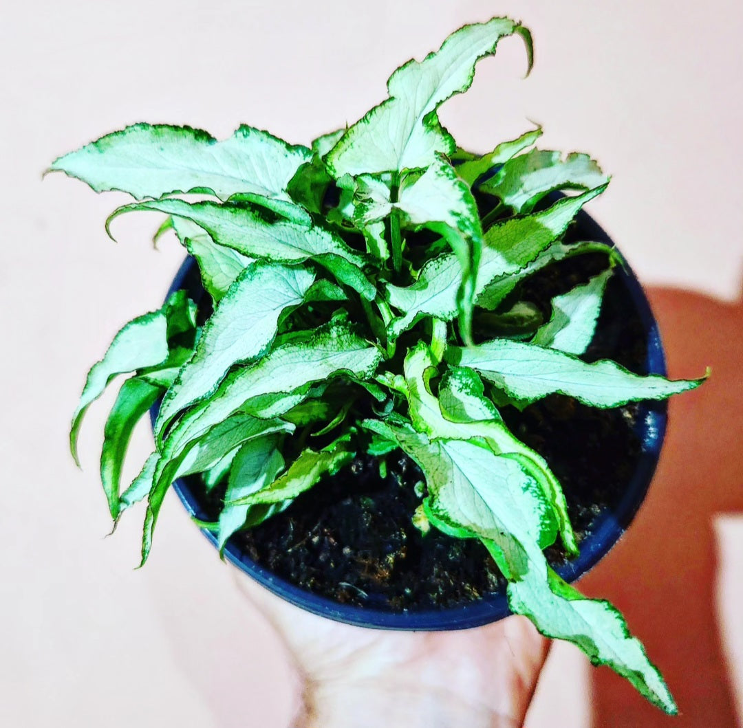 Syngonium