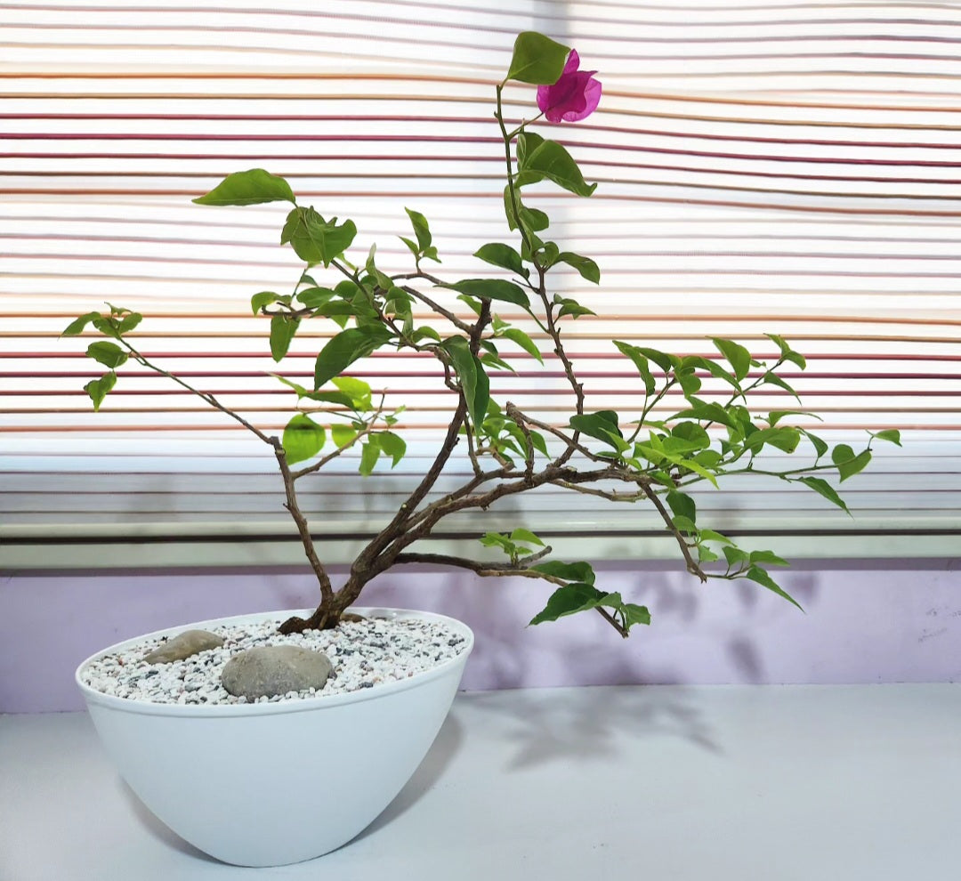 Bonsaï Bougainvillea