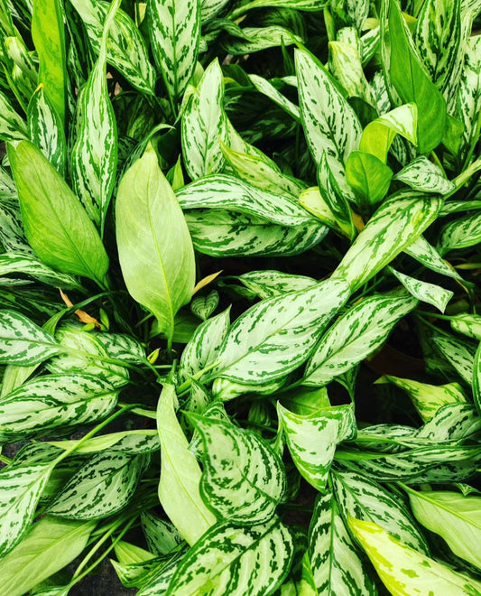 Aglaonema