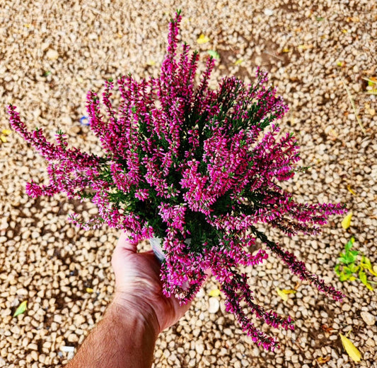 Bruyère (calluna vulgaris)