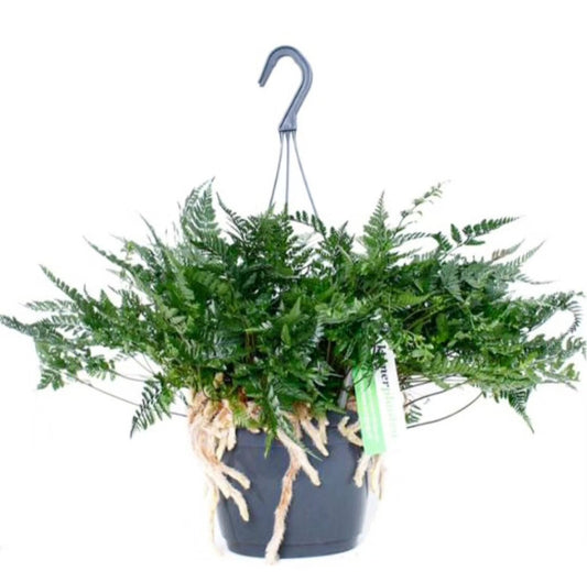 Davallia (fougère patte de lapin)''fern''