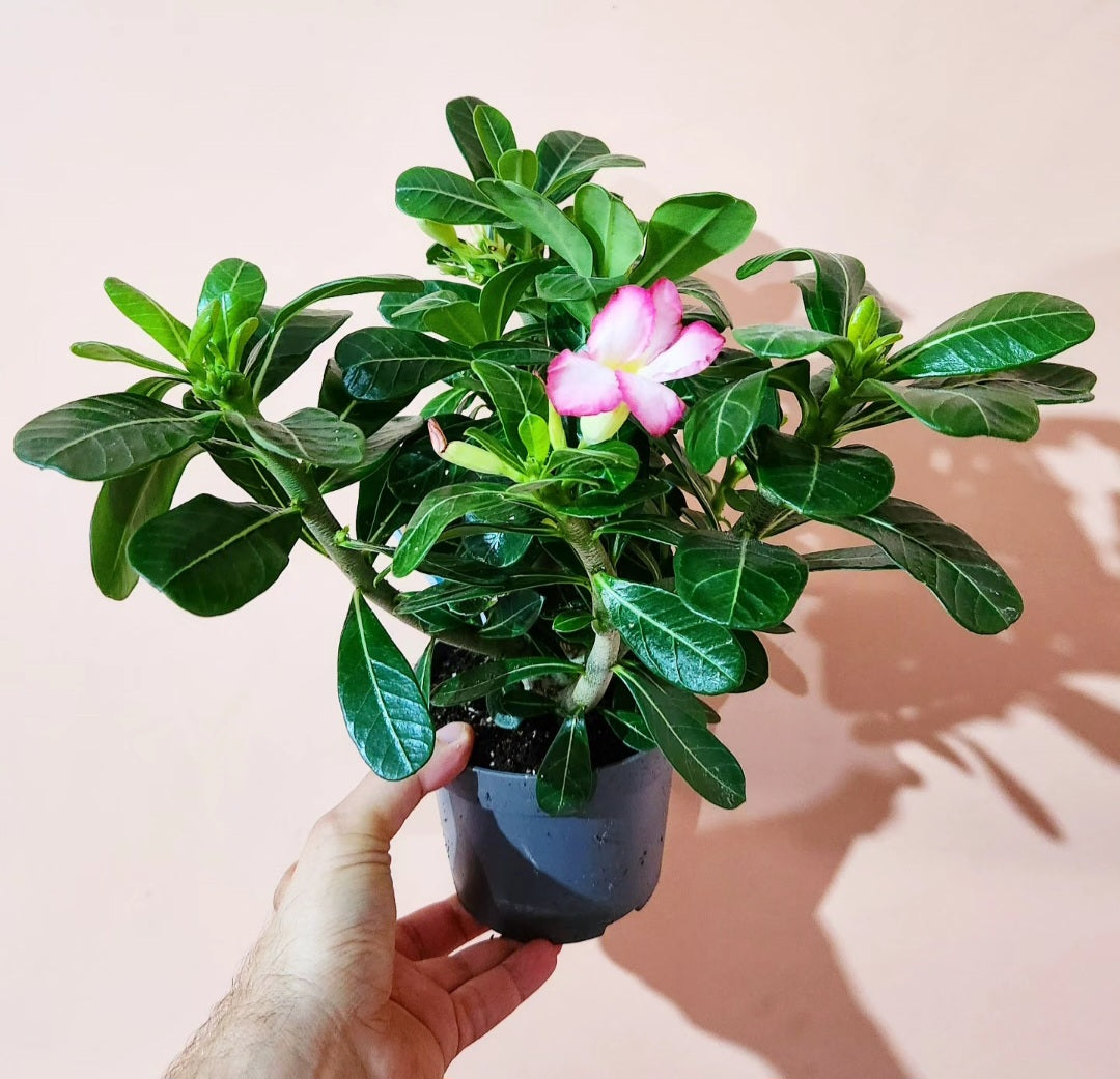 Adenium (rose du désert)