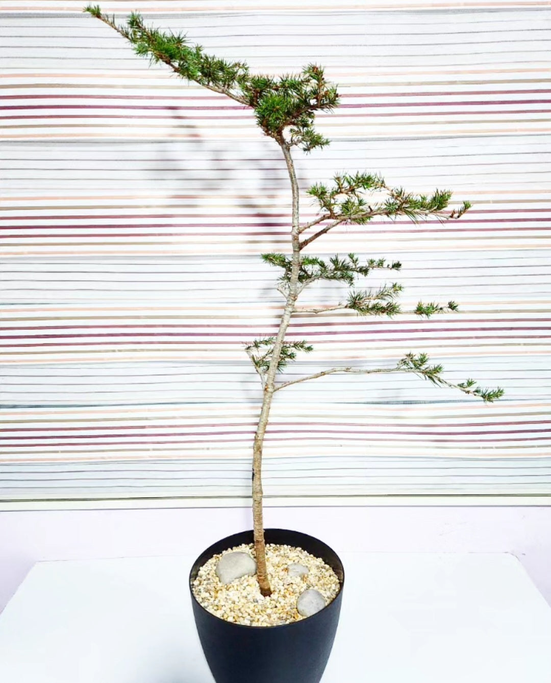 Bonsaï Cedrus