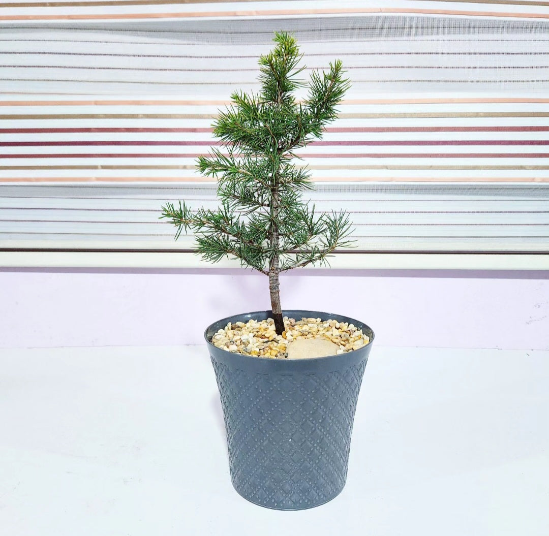 Bonsaï Cedrus