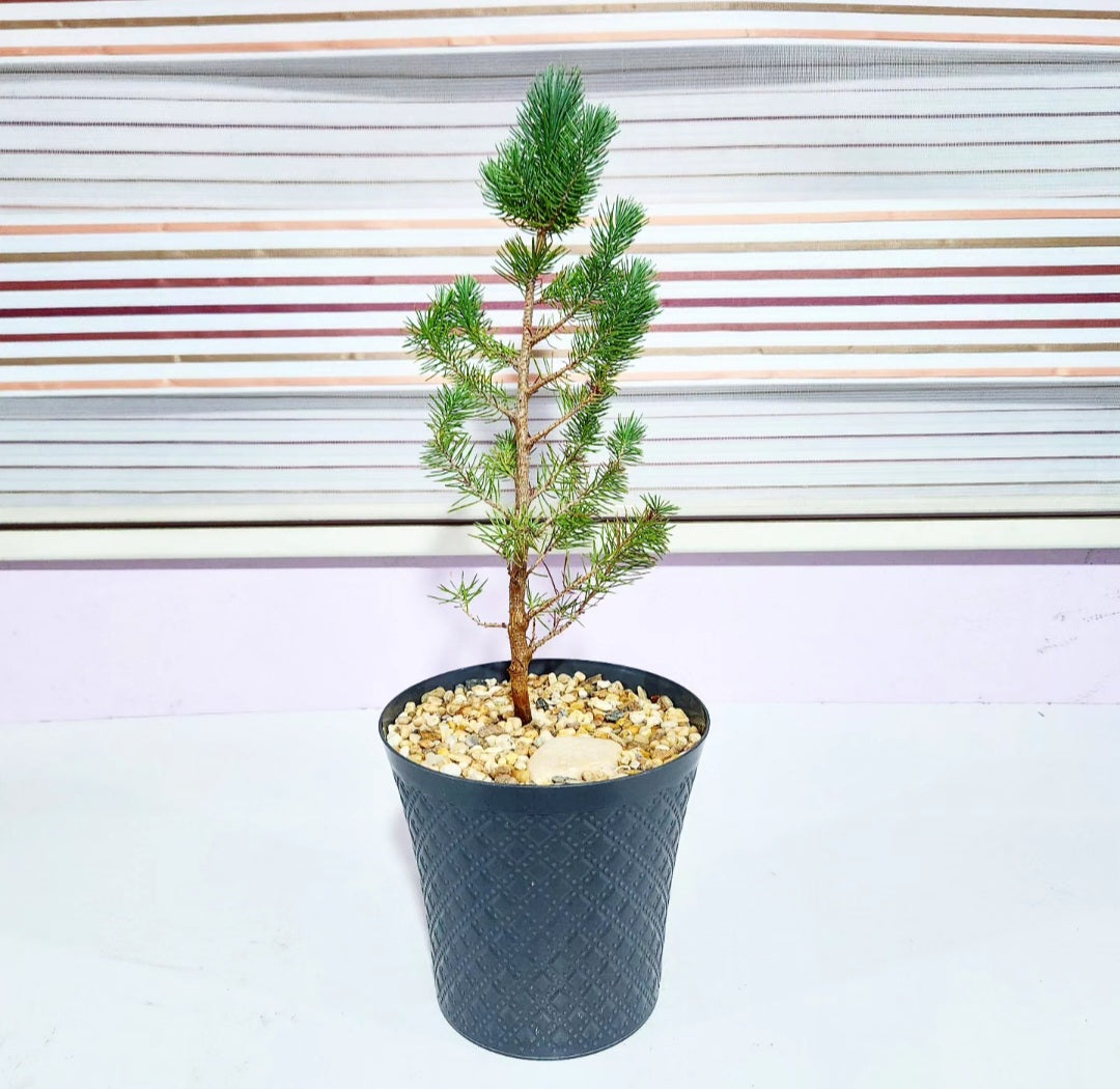 Bonsaï pinus