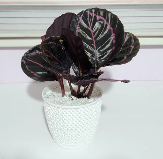 Calathea dottie night