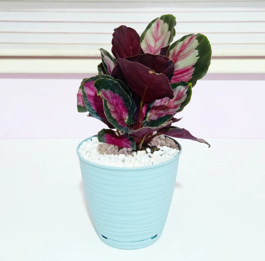 Calathea roseopicta rosy