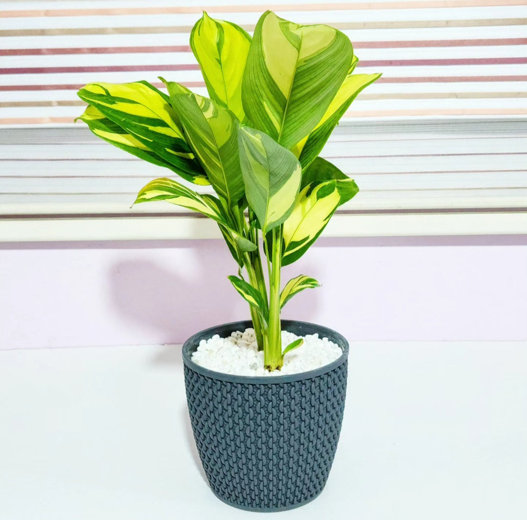 Calathea golden mosaic