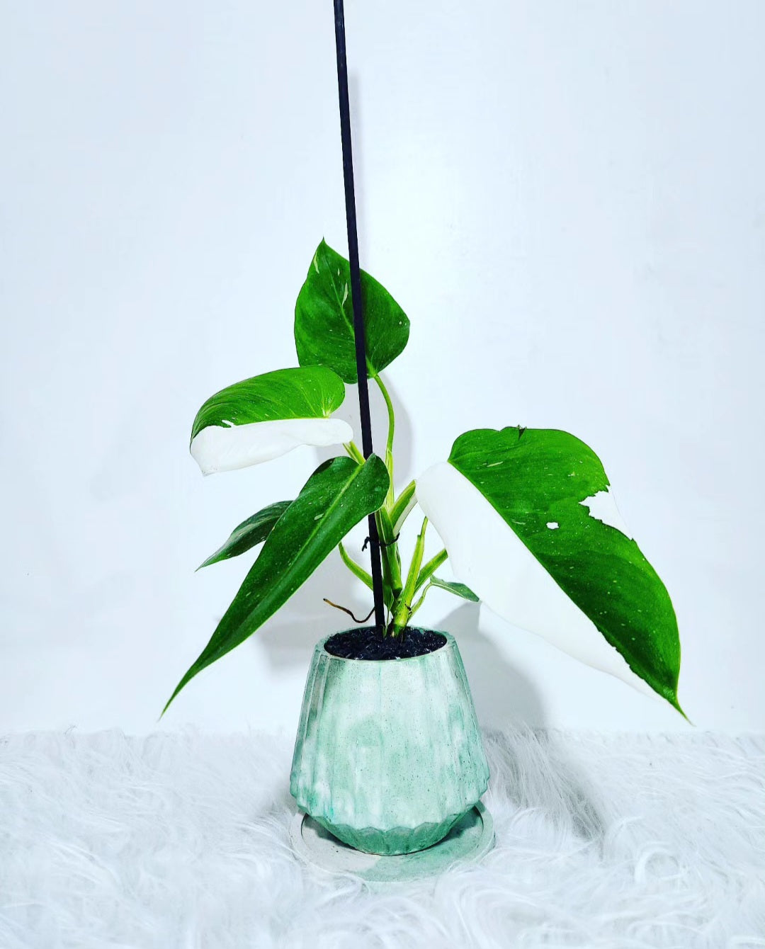 Philodendron white princess