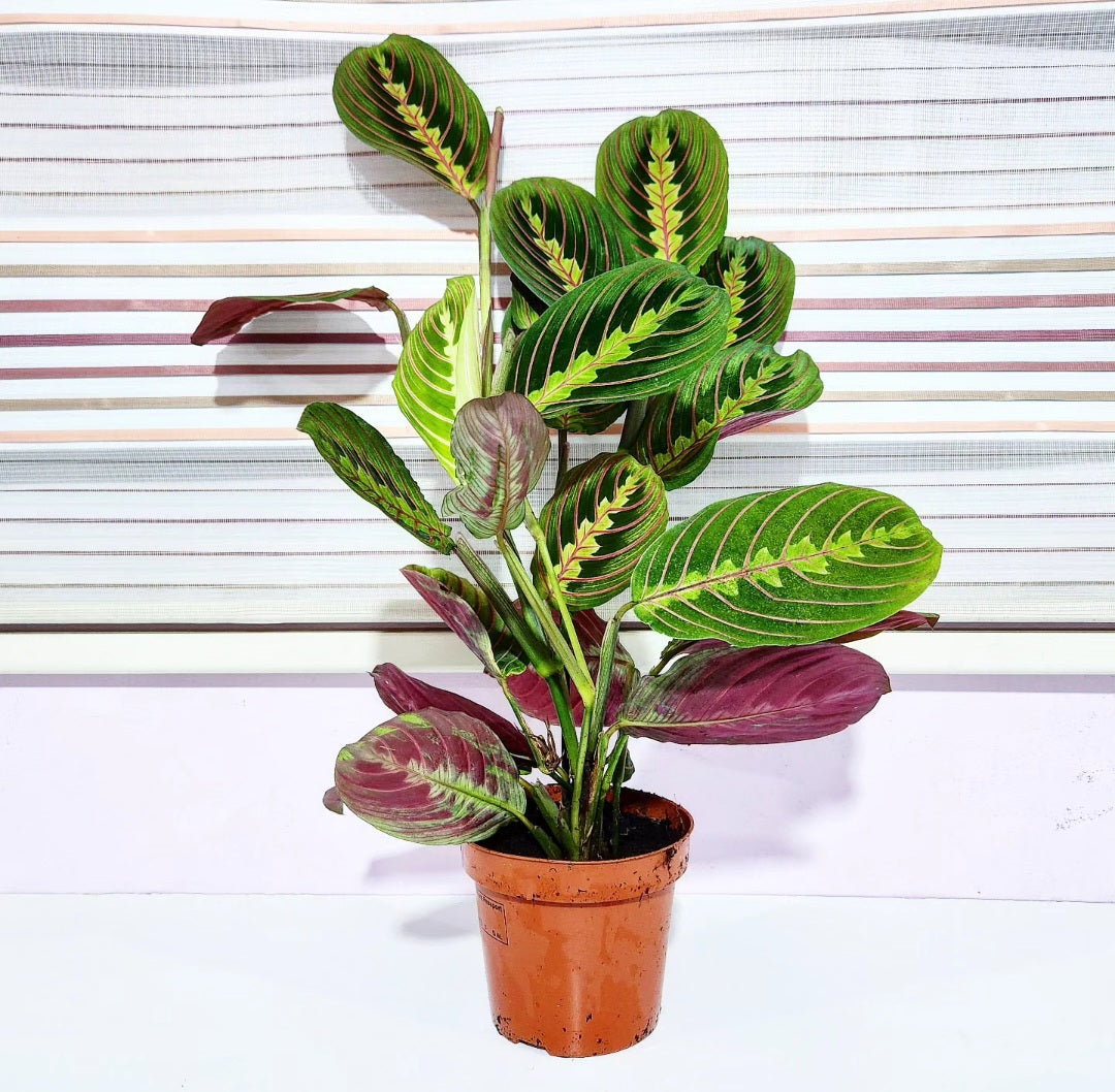 Maranta
