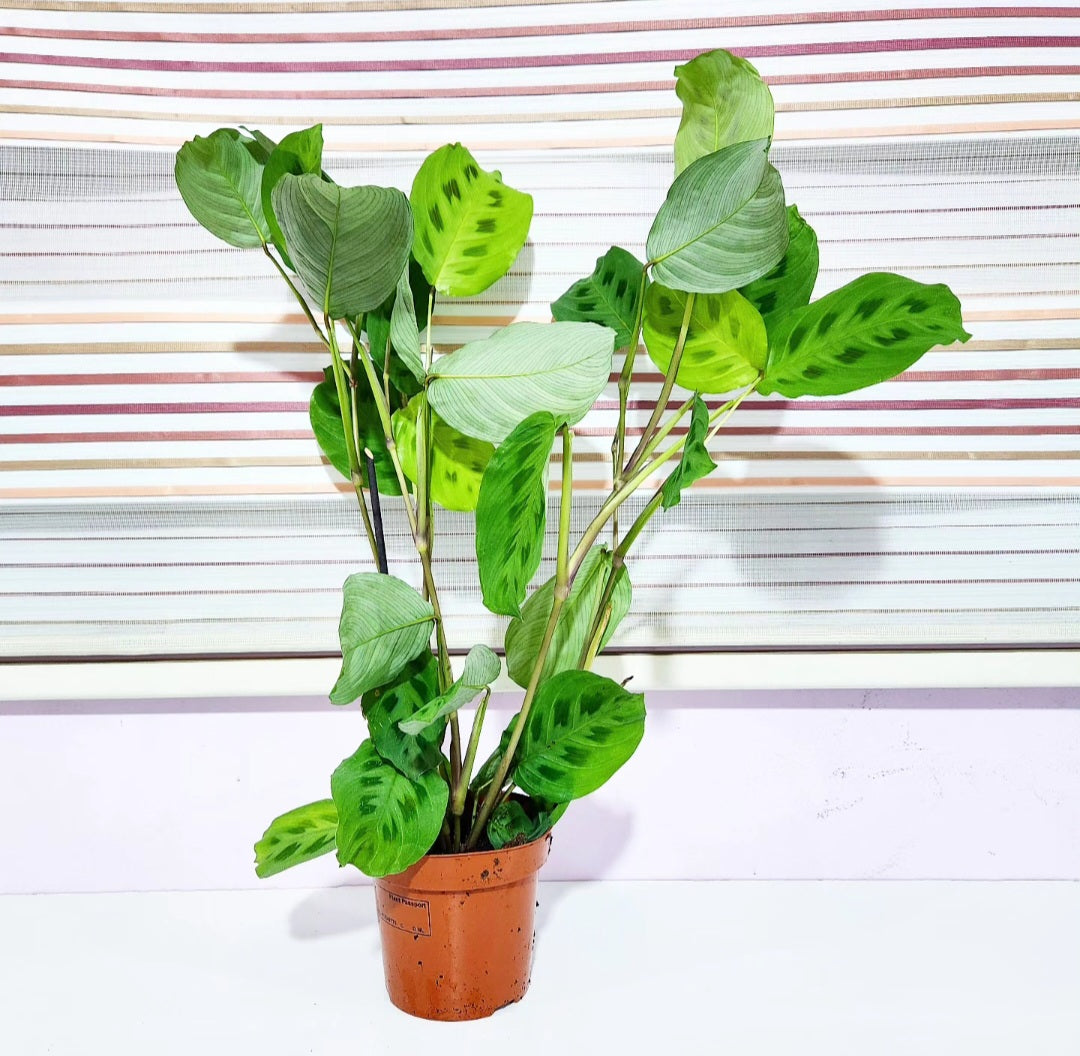 Maranta