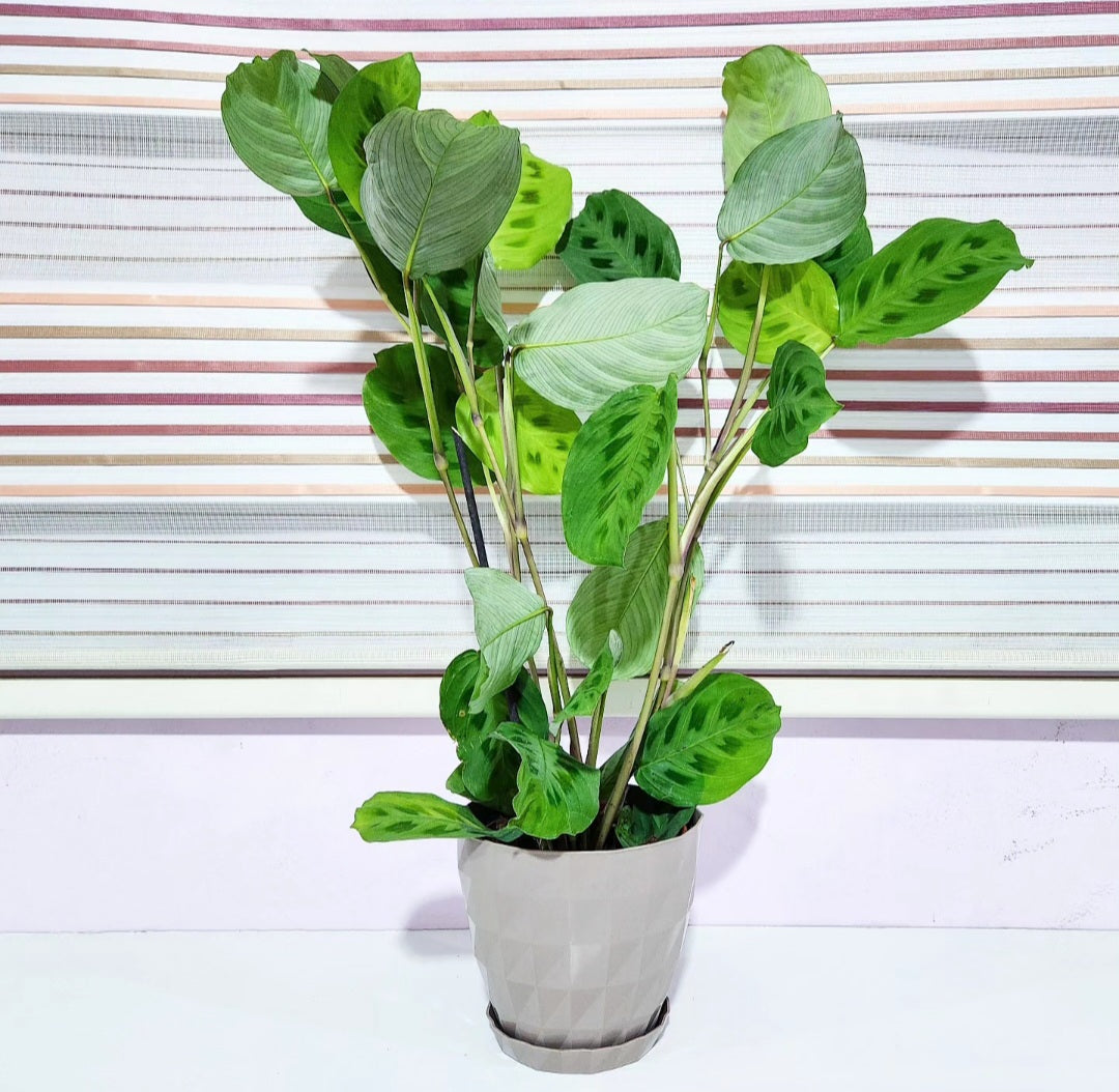 Maranta