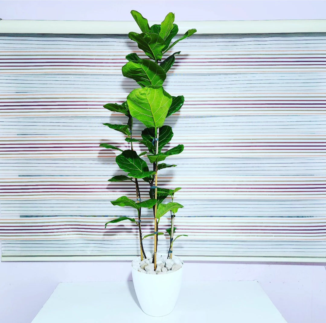 Ficus lyrata
