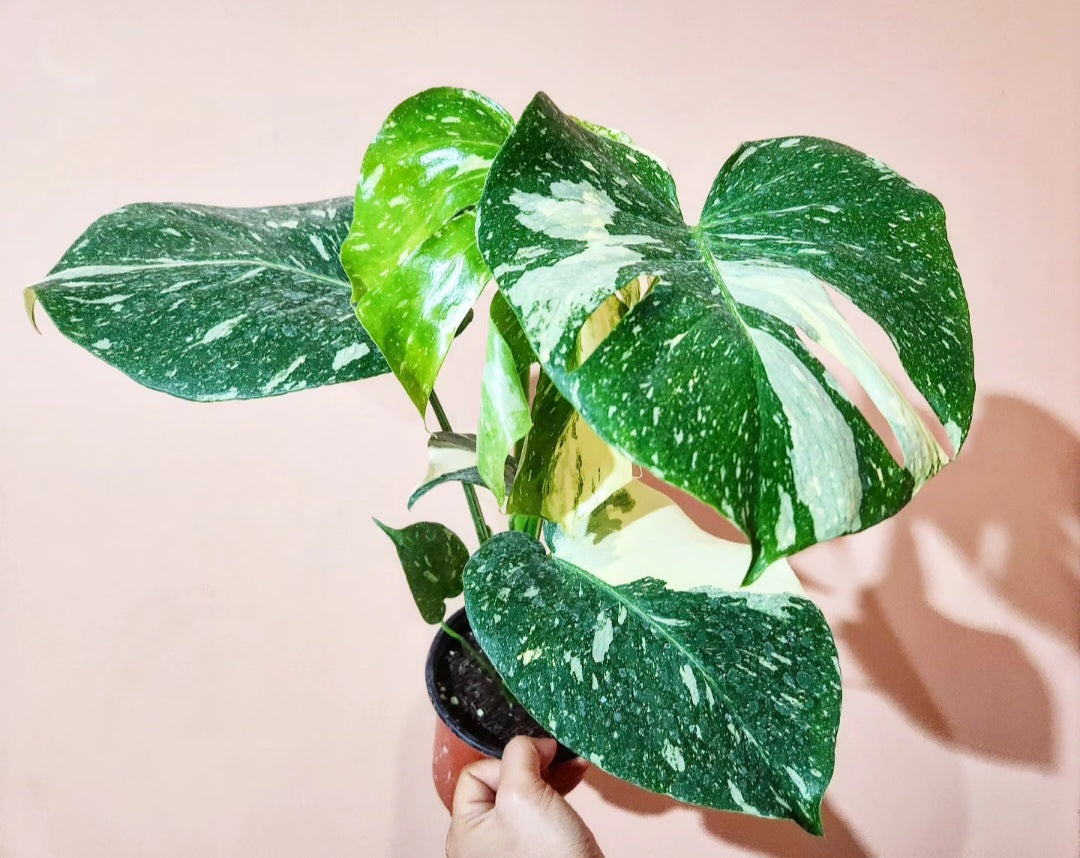 Monstera variegata thai constellation
