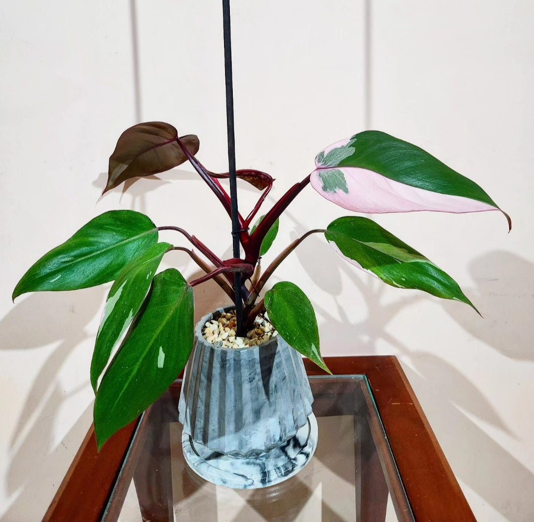 Philodendron pink princess