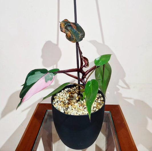 Philodendron pink princess
