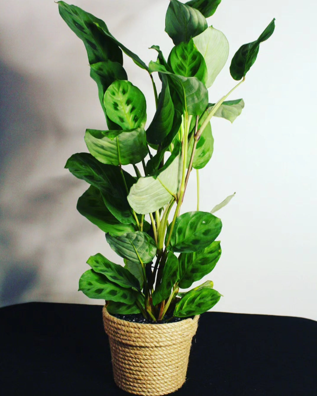 Maranta