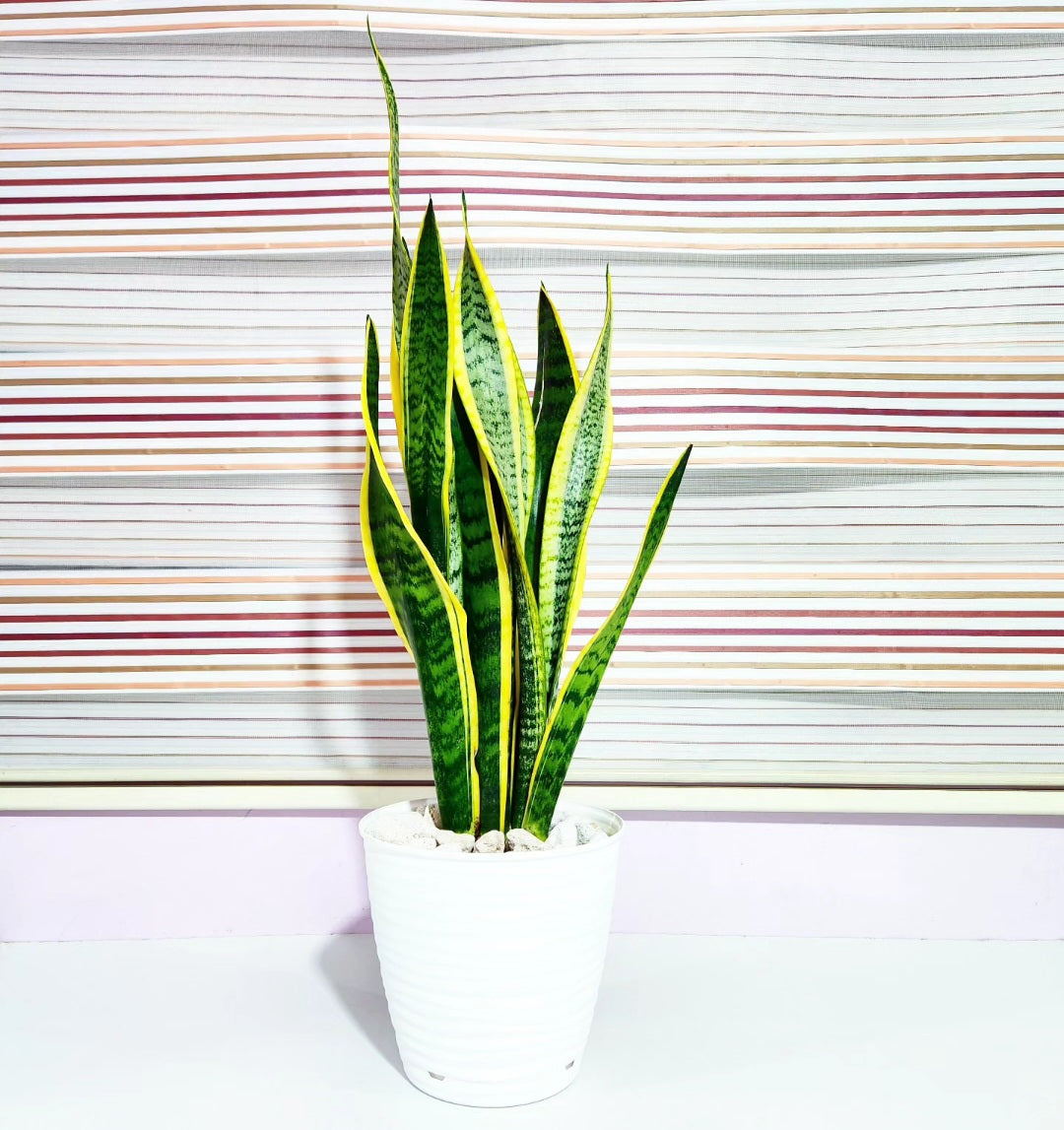 Sansevieria