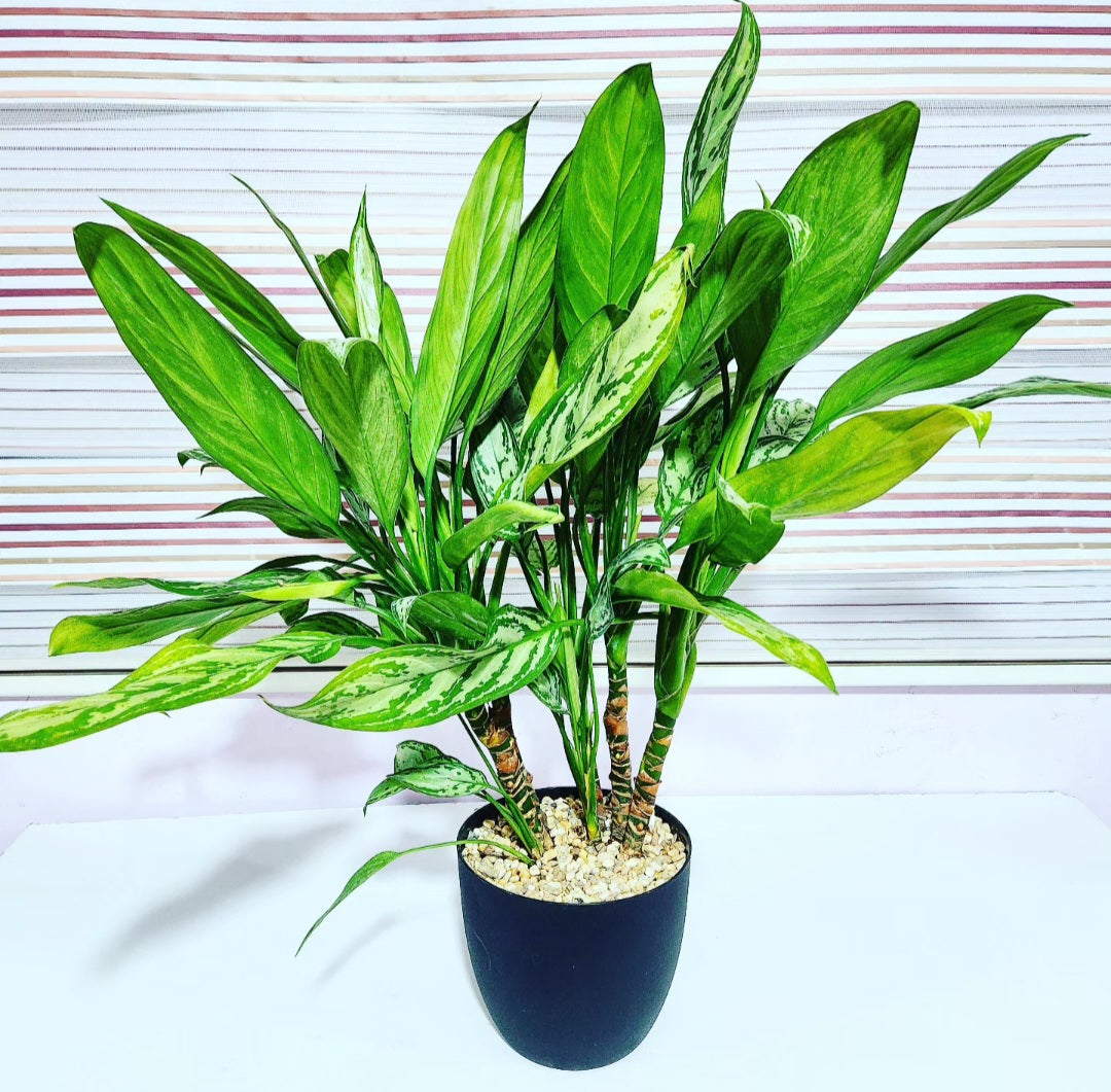 Aglaonema