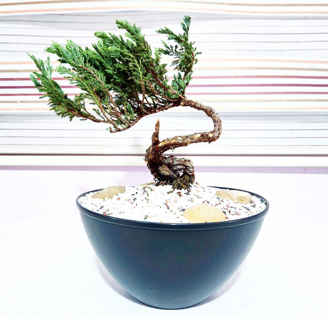Bonsaï Genevrier (juniper)