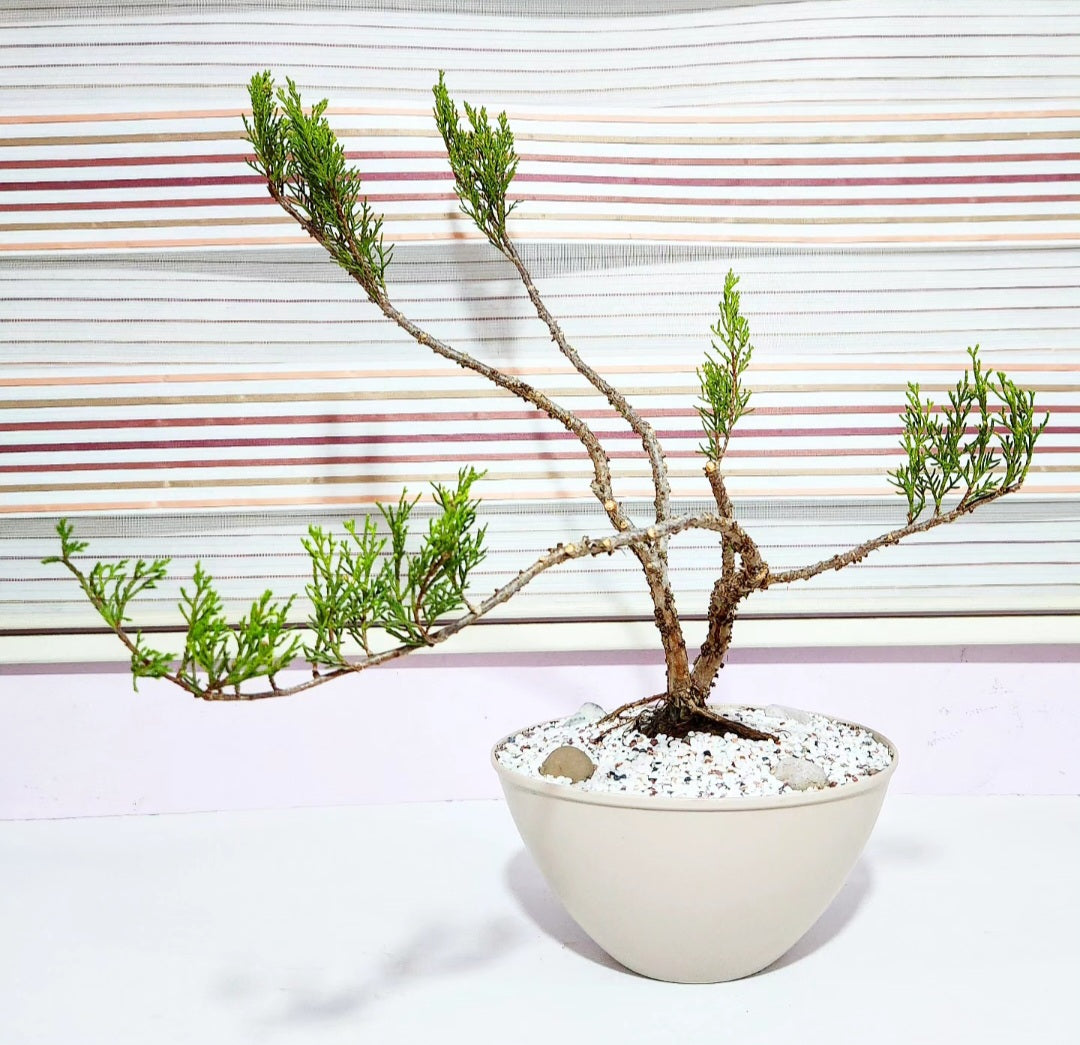 Bonsaï Genevrier (juniper)